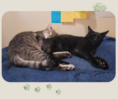 Spazz and Void Picture of Two young cats sleeping together on a blue blanket. One is a grey and white tabby, the other a solid black.